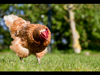 Credits Chicken