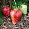 Credits Strawberries