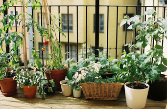 Patio garden