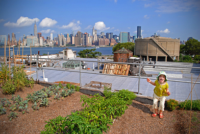 rooftop garden