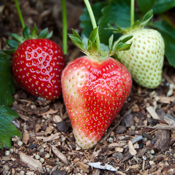 Strawberries