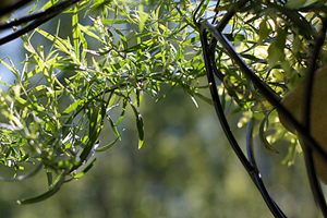 Tarragon
